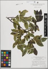 Foto von Salix mielichhoferi Saut.